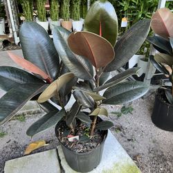 Rubber Plant In 3 gls Pot. SPECIAL PRICE 🤩