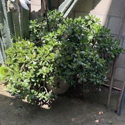 Jade Lucky Plant