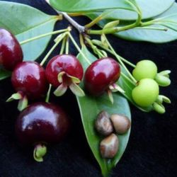 Grumichama Cherry Trees  🌳  3gal  Arboles  De Cereza Grumichama