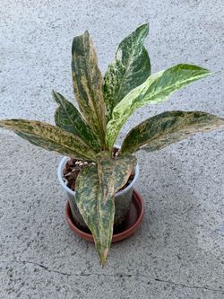 Anthurium Hookeri Variegated