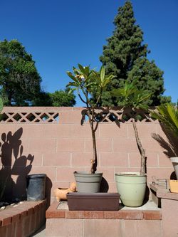 Blooming Plumeria Tree 4ft Tall (White) $65