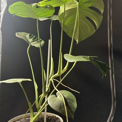 Swiss Cheese Plant