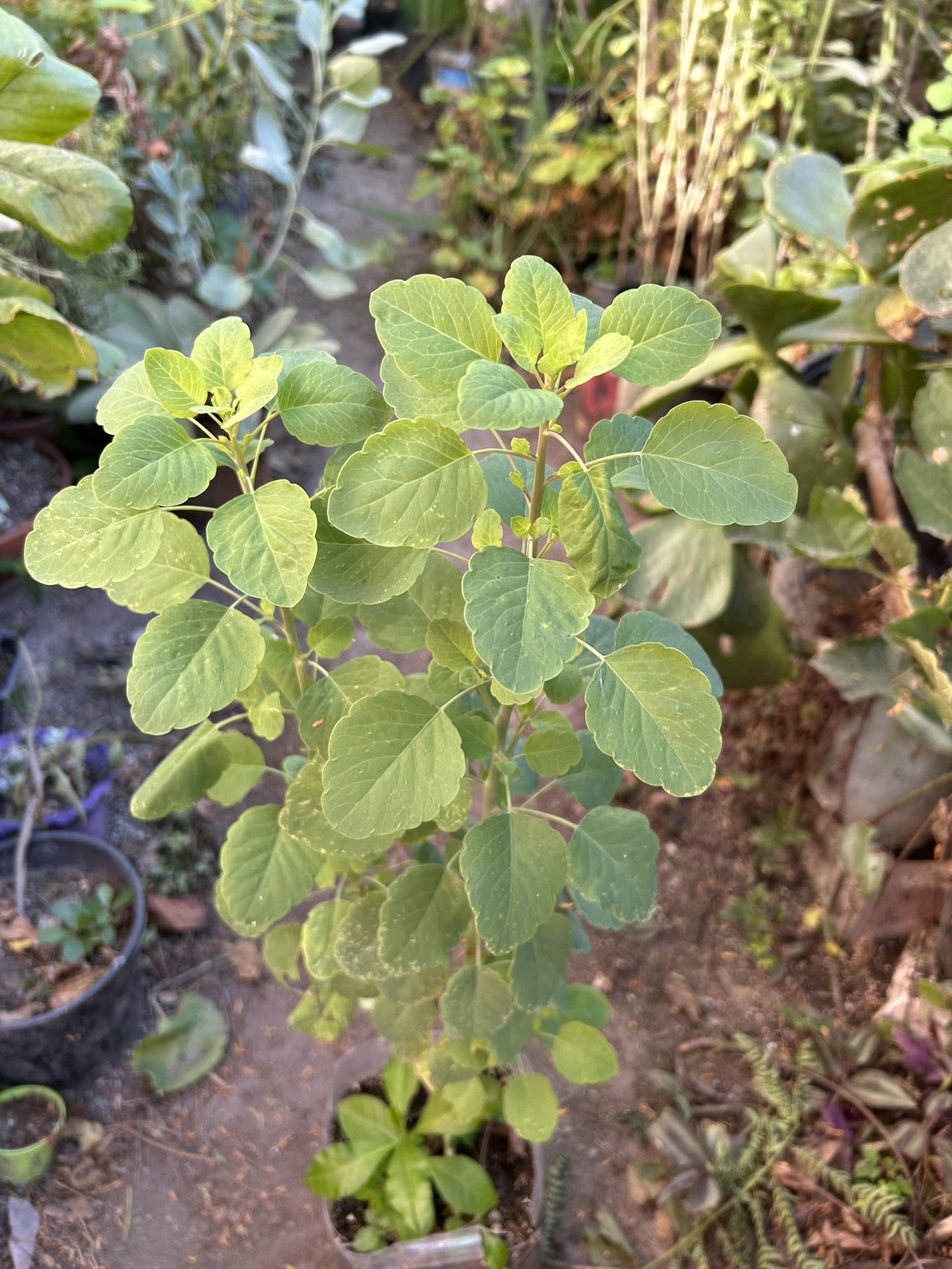 Papalos