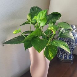 🌸 Pothos Plant in Ceramic Vase | Boho Home Decor/Office Decor | Low Maintenance 🌿