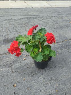 Geranium