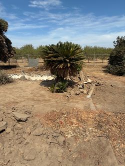 Sego palms
