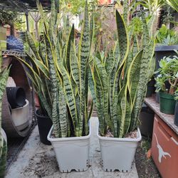 Snake Plants