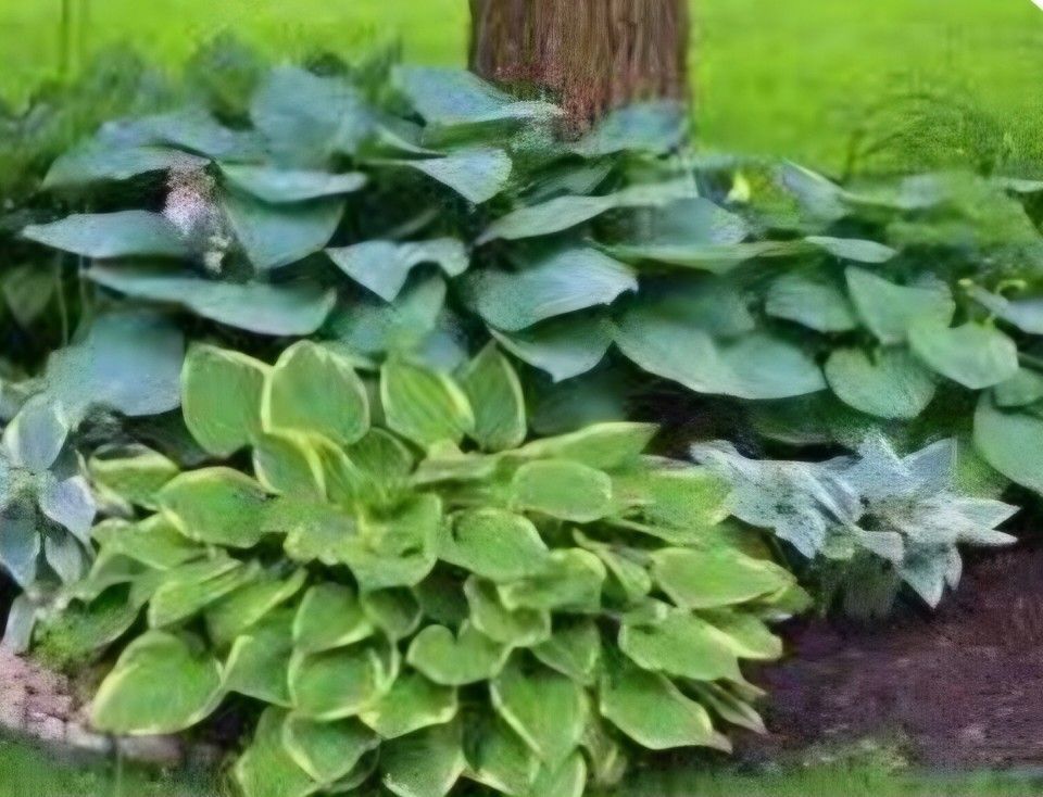 Variety Hosta Seeds For Sale (25+)