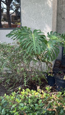 Monstera or Swiss Cheese Plant