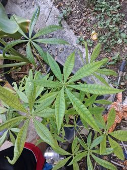 Plants