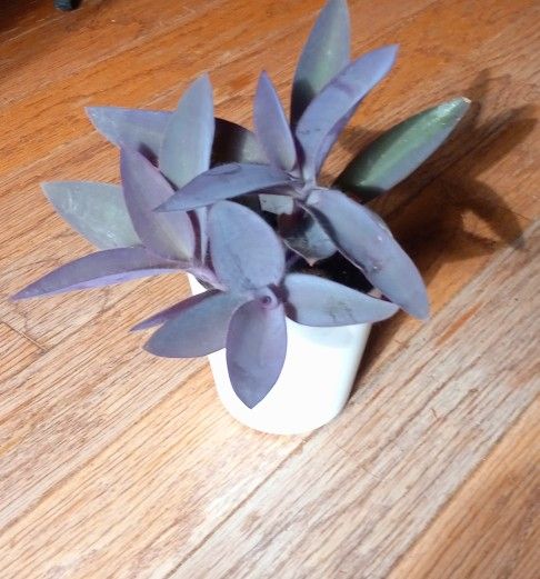 Purple Queen Tradescantia Plant/ House Plant/ Indoor Plant Flower Patio Garden 