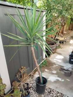 Sale on yuccas