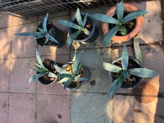 Maguey Planta natural