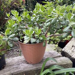 Beautiful plant Jade 