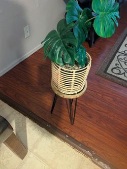 Plant