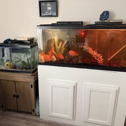 75 Inch Fish Fresh Water 