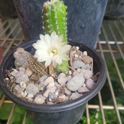Cusanito  cactus