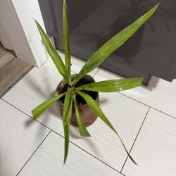 Yucca Plant