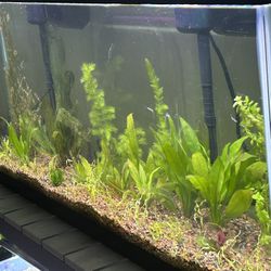 55 Gallon Planted Aquarium 