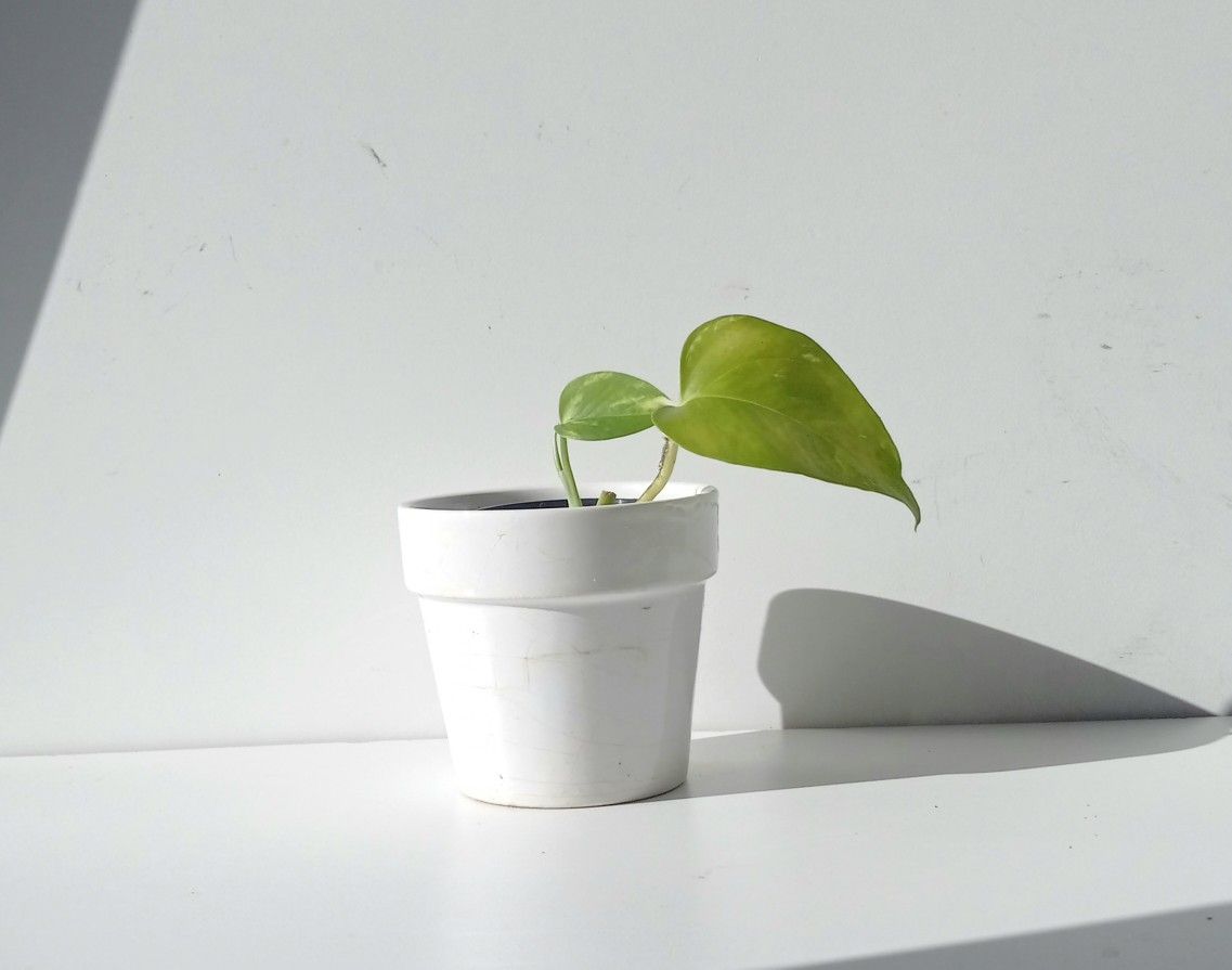 High Variegation Money Plant Pothos Plant/ House Plant/ Indoor Plant Flower Patio Garden 