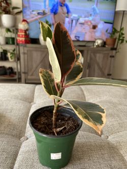 Rubber Plant Tineke 