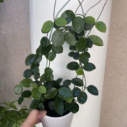 Hoya Mathilde splash plant with pot