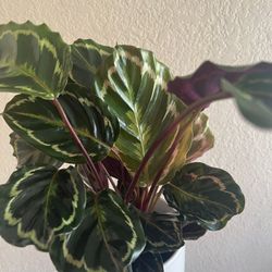 Calathea Medallion Plants
