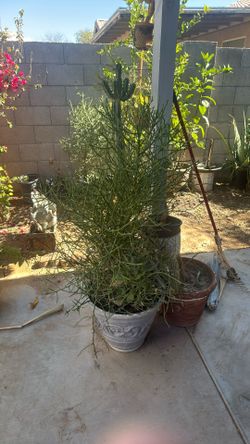Plant For Sale 