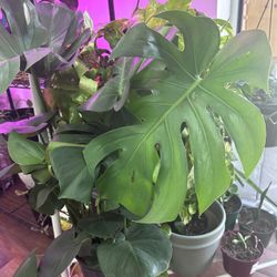 Large Monstera Plant $25