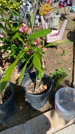 Plantas
