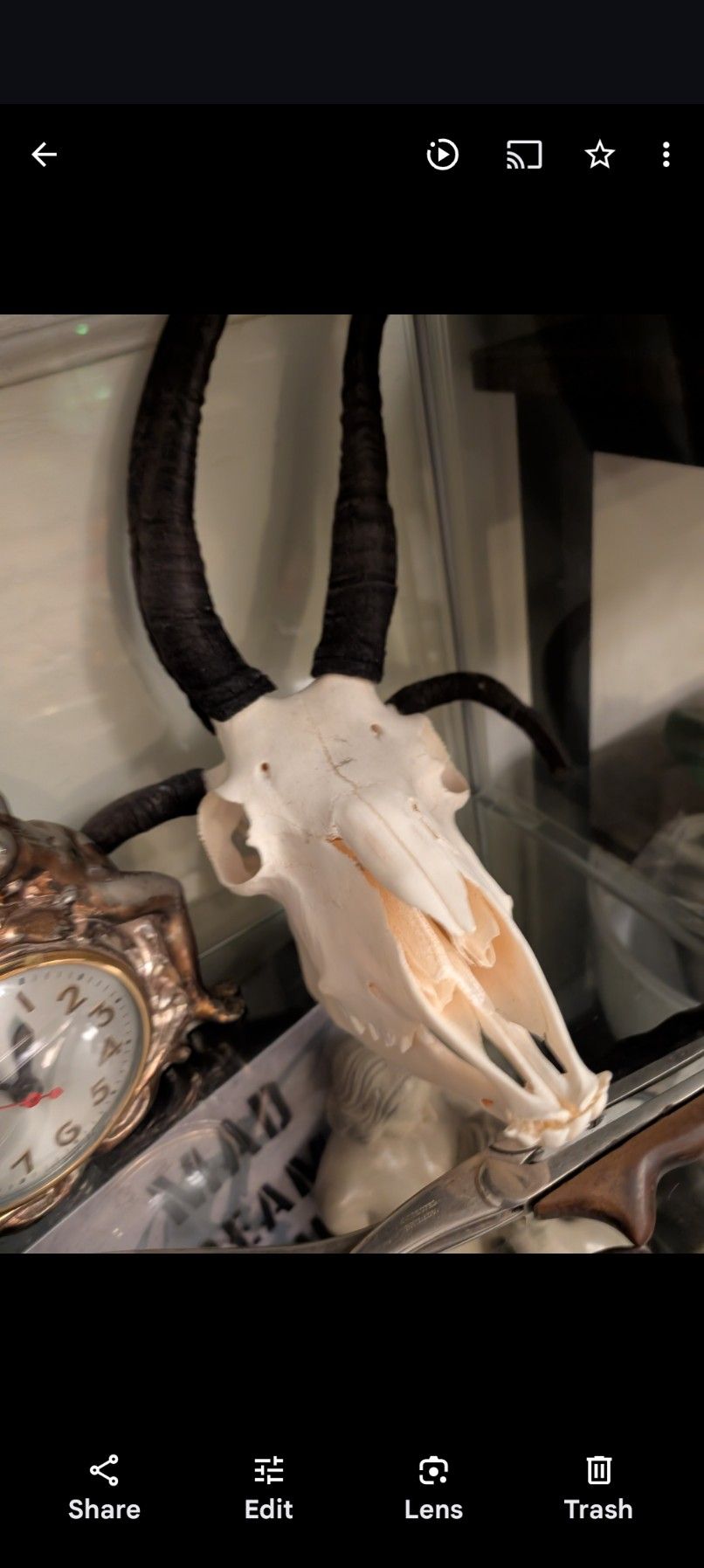 Jacobs Ram Sheep Skull