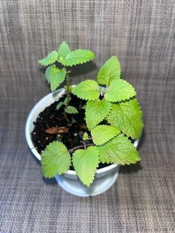 Lemon balm plant