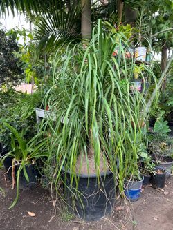 Ponytail Palm / Elephant foot