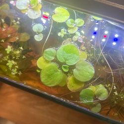 Floating Aquarium Plants