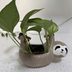 Variegated Pothos w hanging sloth planter