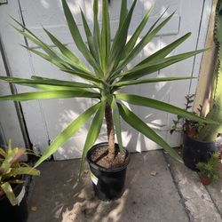 4ft Tall Yucca Tree Succulent Plant 