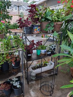 ****Moving Plant Sale **""