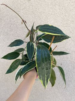 Hoya macrophylla variegata plant
