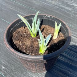 American Agave Succulents