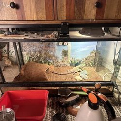Male Bearded Dragon With Complete Enclosure, Etc