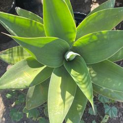 Foxtail Agave