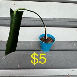 Monstera Clippings 
