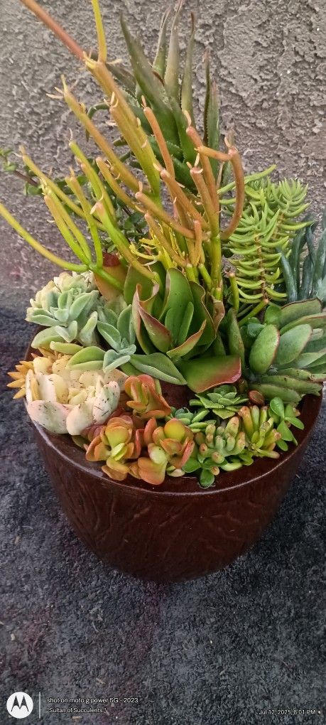 succulent arrangements