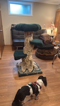 Free Cat Climbing Pole