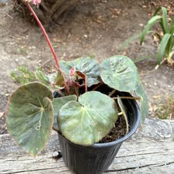 Begonia plant