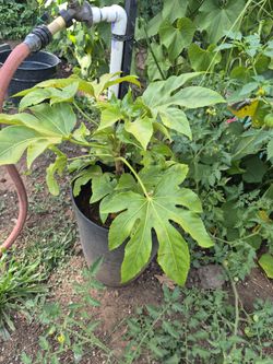 Japoneses aralia