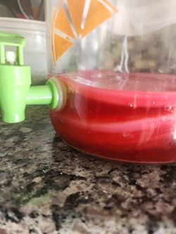 Perfect Kombucha Scob And Starter