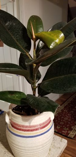 Ficus elastica (Rubber Plant