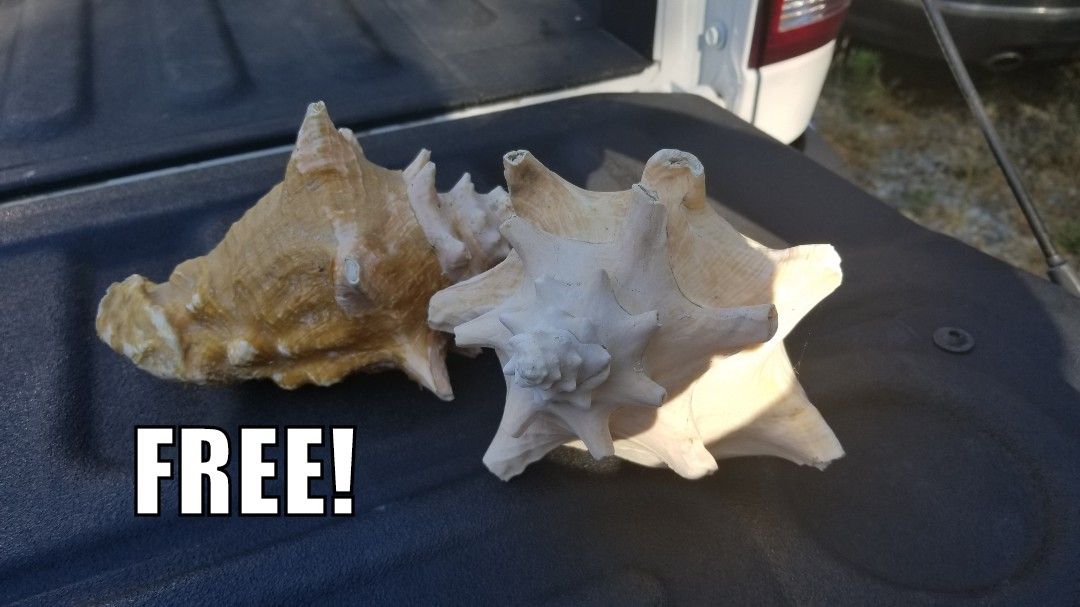 2x Conch Shells -FREE!