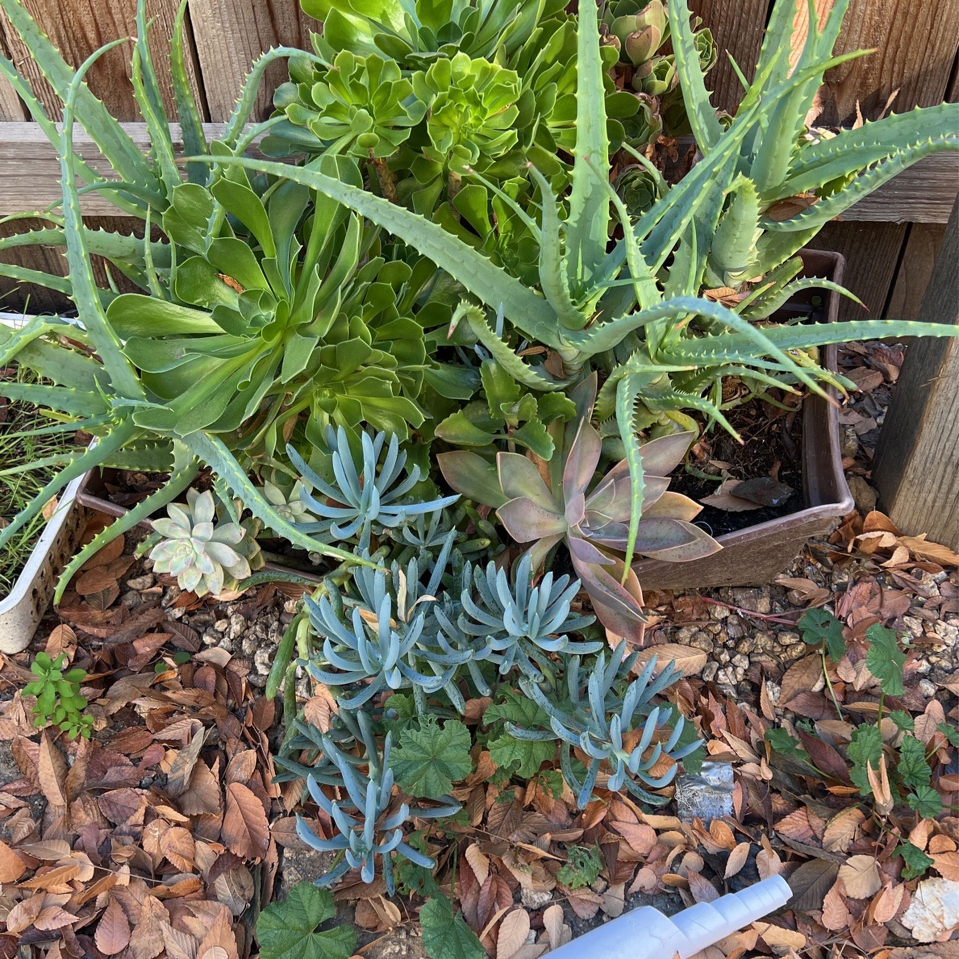 Succulents